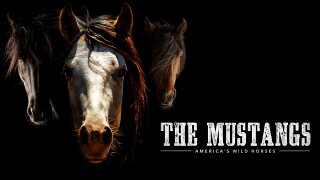 The Mustangs: America's Wild Horses