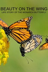 Beauty on the Wing: Life Story of the Monarch Butterfly