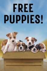 Free Puppies!