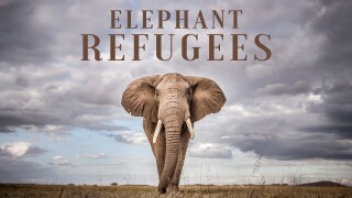 Elephant Refugees