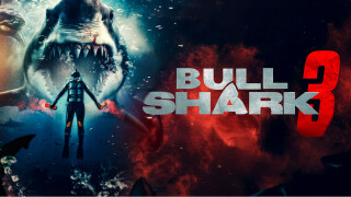 Bull Shark 3