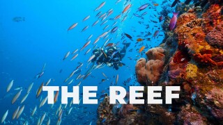 The Reef