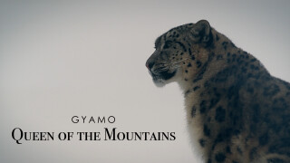 Gyamo: Queen of the Mountains