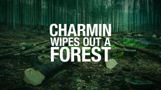 Charmin Wipes Out a Forest