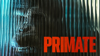 Primate