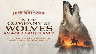 In the Company of Wolves: An American Journey