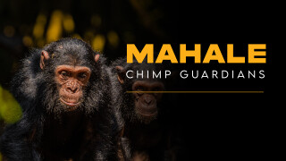 Mahale Chimp Guardians