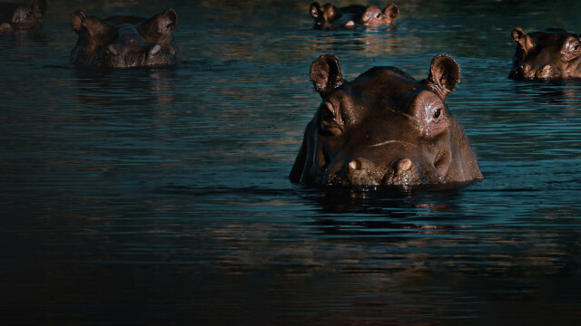 Watch The Drug Lord's Hippos Full Movie on DIRECTV