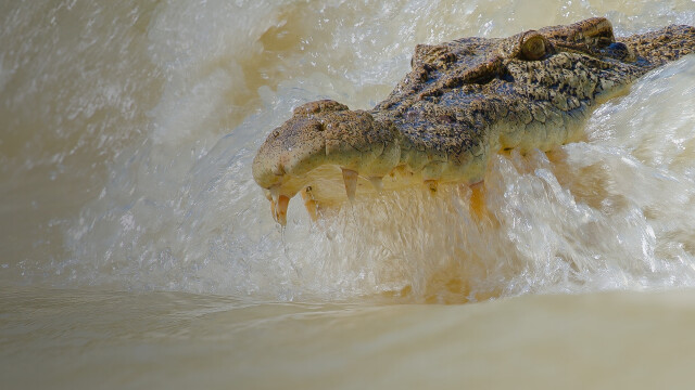 Crocodile - Australia's Greatest Survivor