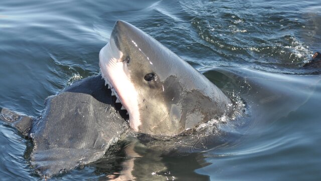 Great White Highway