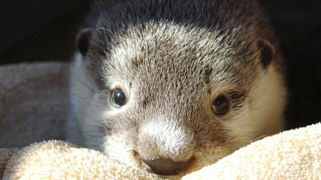 Otterly Incredible