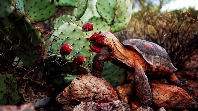 Desert Dreams: Celebrating Five Seasons in the Sonoran Desert