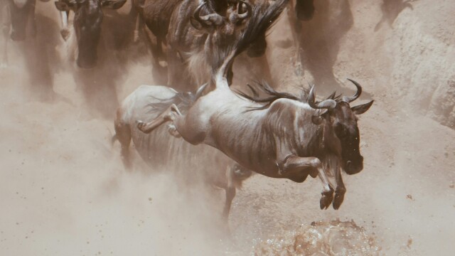 Africa's River Titans