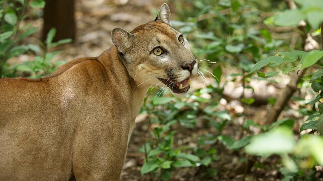 Wild Costa Rica