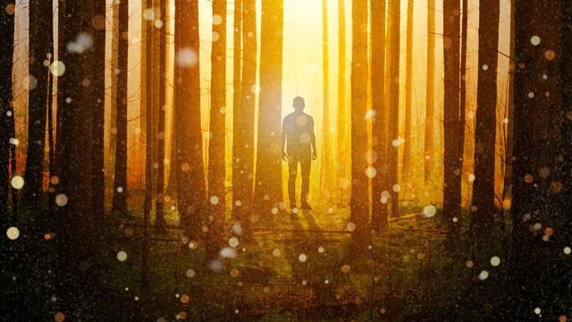 The Enchanted Forest