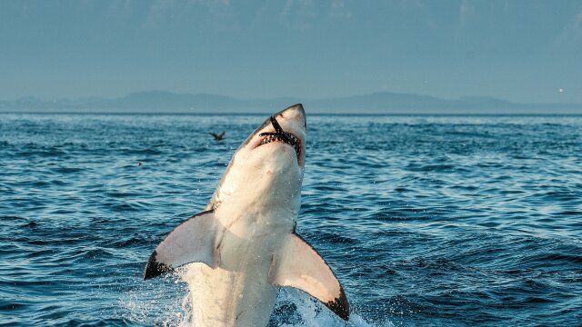 Air Jaws: Sharks of South Africa