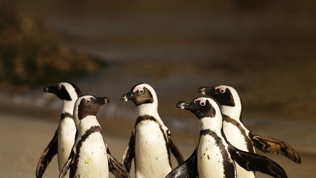 Penguins: The African Chaplin