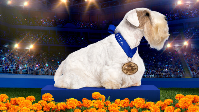 The National Dog Show