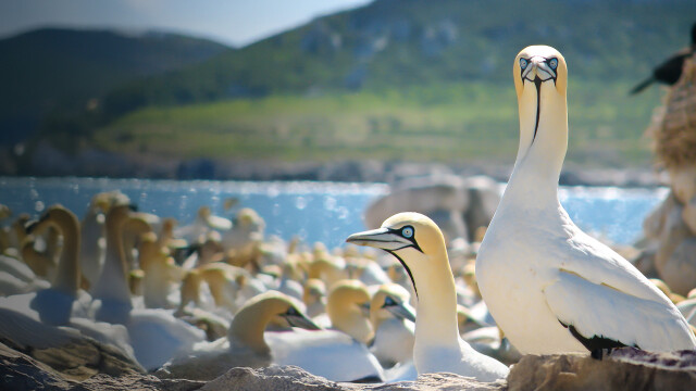 Gannets: The Wrong Side of the Run