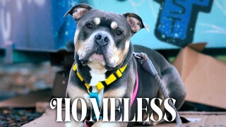 Homeless