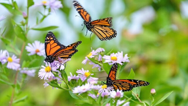 Beauty on the Wing: Life Story of the Monarch Butterfly