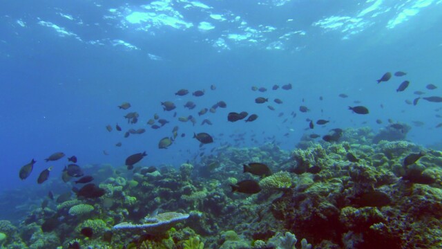 The Moon's Spell on the Great Barrier Reef