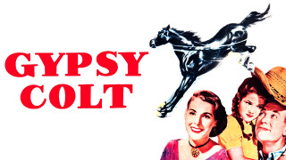 Gypsy Colt