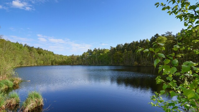 Rewilding: Back to Nature