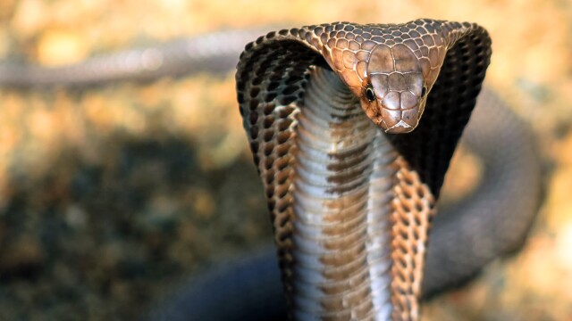 Search for King Cobra