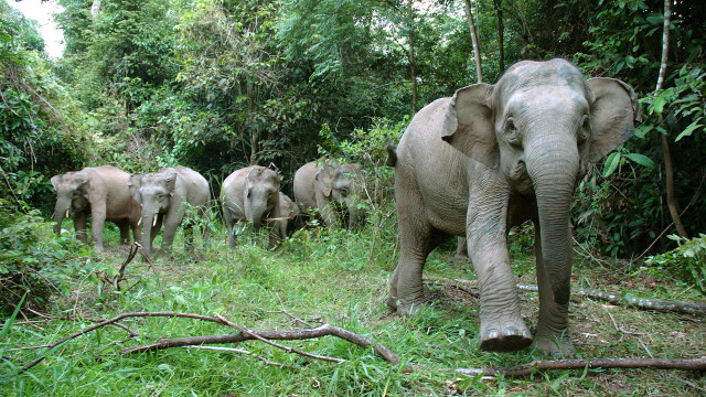 Borneo's Pygmy Elephants