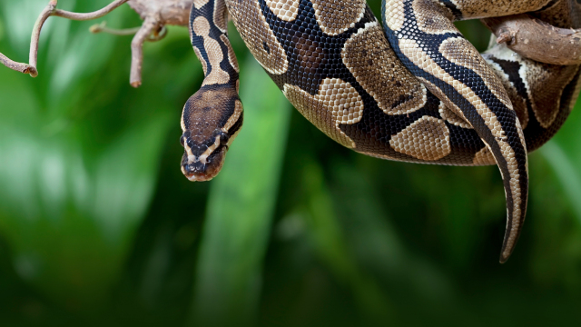 Pythons and the Exotic Pet Trade