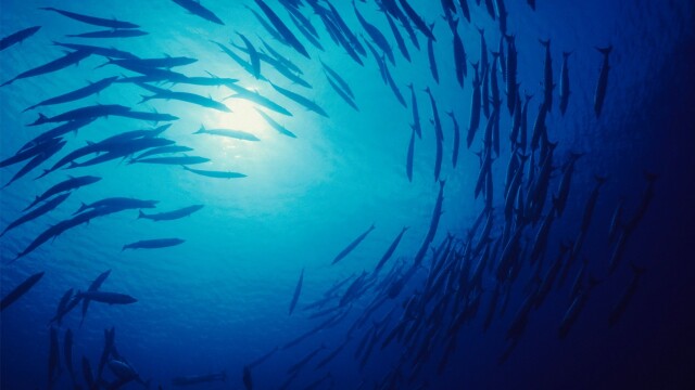 Ocean Resurrection