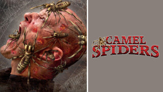 Camel Spiders