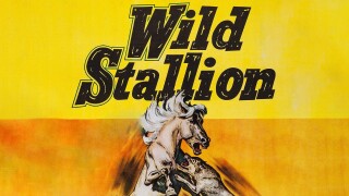 Wild Stallion