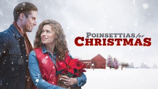 Poinsettias for Christmas