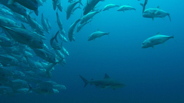 Secrets of the Bull Shark