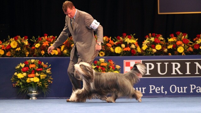 The National Dog Show