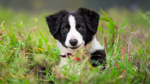 Muster Dogs