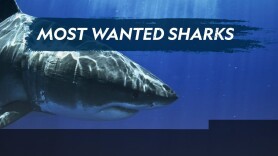 Most Wanted Sharks