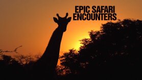 Epic Safari Encounters