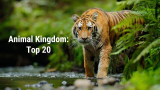 Animal Kingdom: Top 20