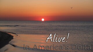 Alive! In America's Delta