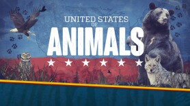 United States of Animals