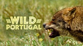 Wild Portugal