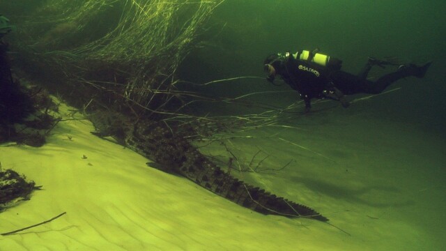 Diving With Crocodiles