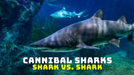 Cannibal Sharks: Shark vs. Shark