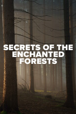 Secrets of the Enchanted Forests