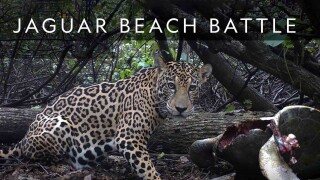 Jaguar Beach Battle