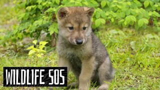 Wildlife SOS