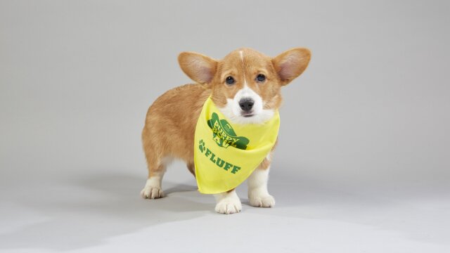 Puppy Bowl XV